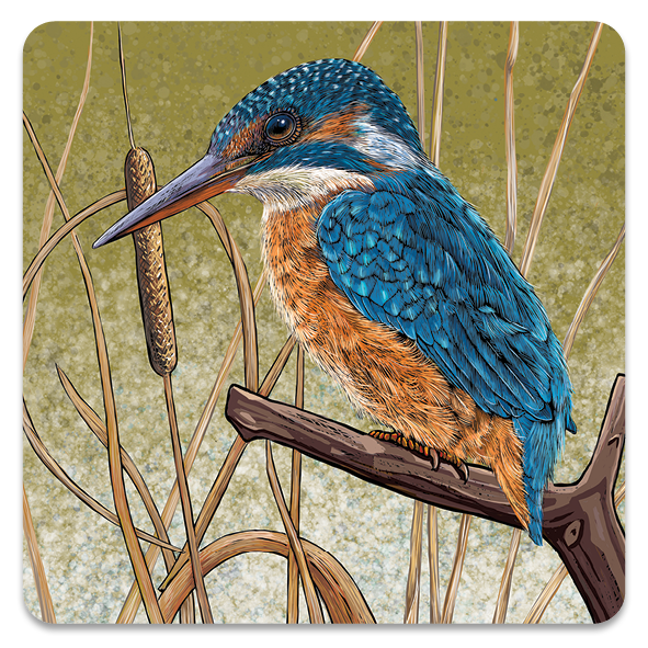 A stunning kingfisher illustration adorns this coaster, kingfisher is sat on a perch amongst bullrushes, with a watercolour mossy background.