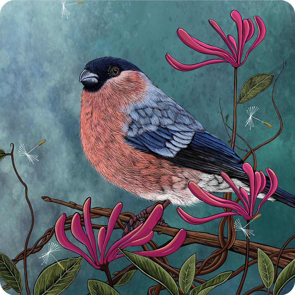 Dramatic, moody illustration features a striking bullfinch perched on some honeysuckle, colours are a dark blue, grey watercolour background which perfectly sets off the coral tones of the honeysuckle and the bullfinch's chest, design by Fox and Boo