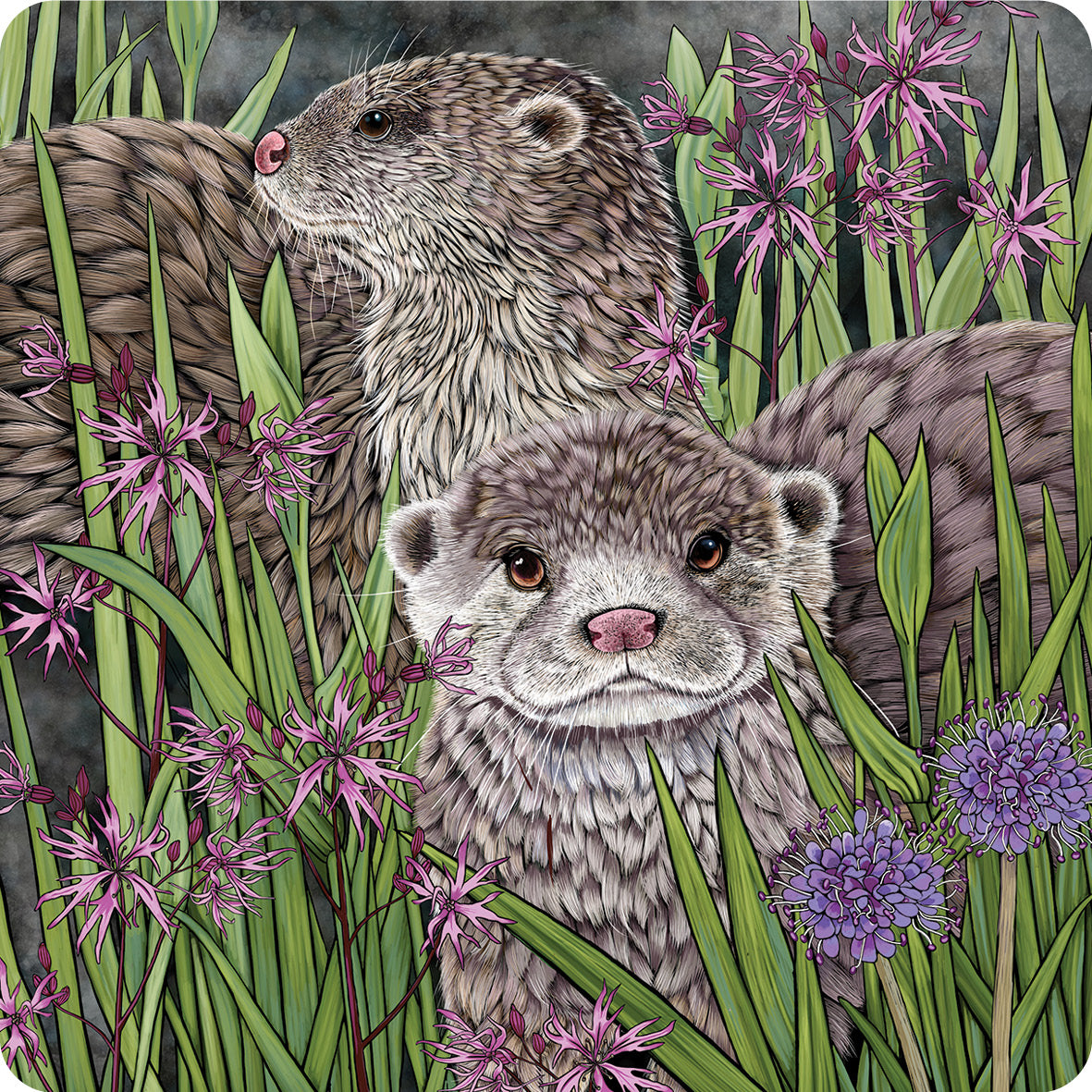 Illustration features 2 otters on a dark background, surrounded with rushes, marsh flowers and pink ragged robin, design by Fox and Boo