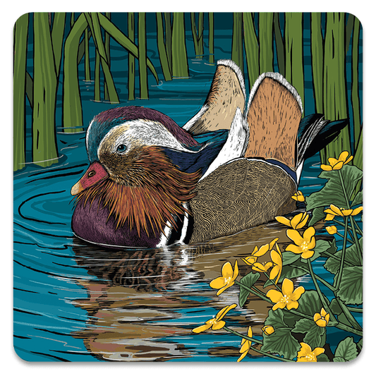 Stunning illustration of a mandarin duck swimming amongst rushes and marsh marigolds.